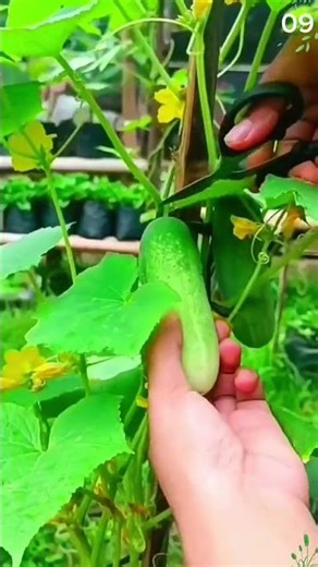 The process of harvesting cucumbers with fresh results