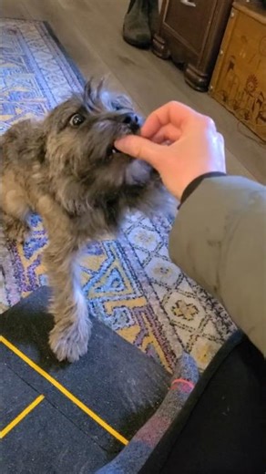 Rowdy Lives Up to His Name!