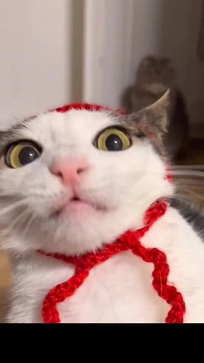 Can Cats Eat Catfish? Exploring Feline Diets