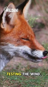 🦊 Fox – The Clever Opportunist of the Wild (Short Version) | Wildani #Shorts