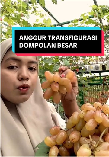 Varian Transfigurasi dompolan besar m, manis dan genjah. Mudah perawatannya cepat banget berbuah. Wajib nanam yang belum. #anggur #transfiguration #anggurhijau #promomakanharian #anggurterasrumah