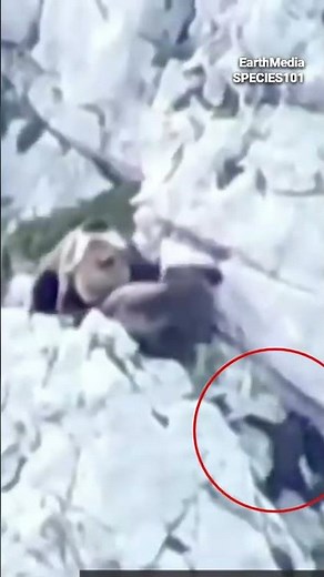 Grizzly Bear Falls Off the Cliff and Dies