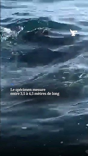 Les images rares d’un grand requin blanc observé au large des côtes varoises