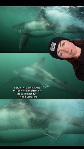 Orca Attacks on Sharks in South Africa