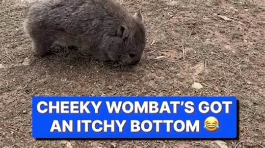 Cute wombat twerks to relieve itch