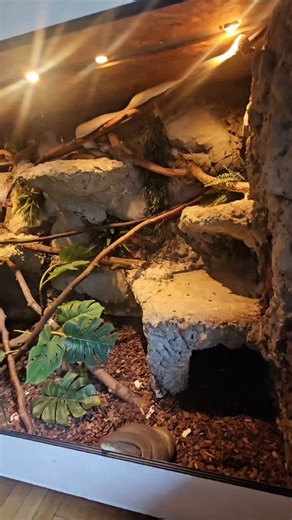 @fabian.zeitz | #enclosure #terraristik #tigerpython #burmesepython #reptilekeeper #amazing #terrariumbau #reptilesoftiktok #tiktok #tiktokgermany #python... | Instagram