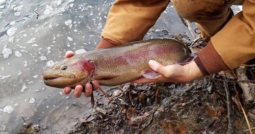 Kansas waters stocked with trout for winter fishing