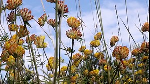bright yellow clover flowers growing in a clearing