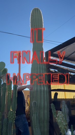 This is a BIG deal to me! Several years ago I rescued my first Saguaro (2020) and it was a massive task that I didn’t take lightly! Fast forward to 2025 and we now finally have our first saguaro pup! As you can see my saguaro is a little bit taller than me and in the 75-85 year old range! It is such a massive honor to get to watch her grow her own massive arm here with us! #saguaro #cactus #cactuspup #cactusjeff | Jeff Hanson