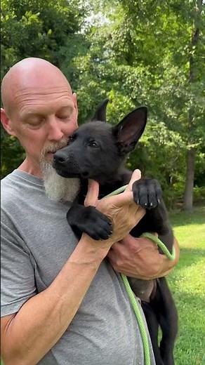 Adopt Sabrina,a German Shepherd puppy, through www.RuffLoveRescue.com, a rescue located in NC