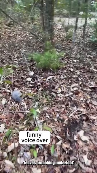 Funny Cat Voice Over Compilation