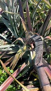 1M views · 9.6K reactions | ខូច…អត់រីកក្រឡាទេ #pineapple #farming #agriculture #fruits #food #reelsvideoシ | បង្ហាញ-Show | Facebook