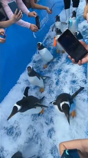 Cute Penguin 🐧 | Funny Penguin Video | Adorable Penguins Compilation