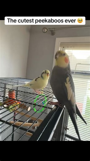 1.3K views · 79 reactions | Groot loves showing off for his little shadow Th | Groot the tiel | Facebook