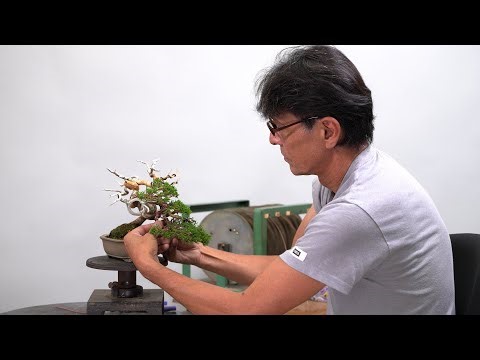 Rimodellamento di Shimpaku shohin