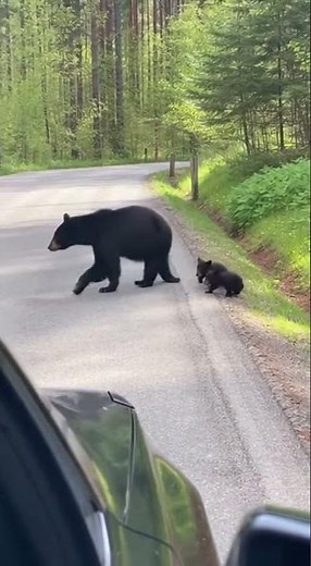 Mama Bear Helps Her Cubs Cross the Road 🐻❤️ #shorts