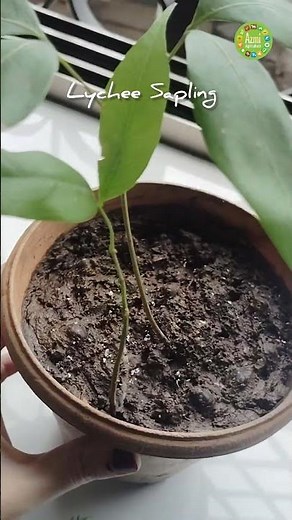 How to grow a Lychee plant by seed | #shortviral #lychee #azmiagriculture