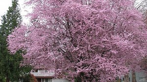 5 worthy trees for small gardens