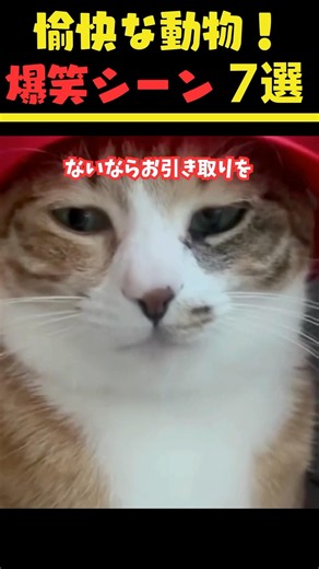 愉快な動物!爆笑シーン7選 Funny Animals! 7 Hilarious Scenes #猫 #ねこ #面白い