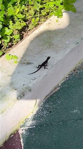 Tropical things #gecko #lizard #reptiles #tropical #mexico #cute #hotweather #vacation