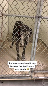 Please Share Great Dane needs a family 🙏 #adopt #dogsarefamily #dog #... | Judith Coleman