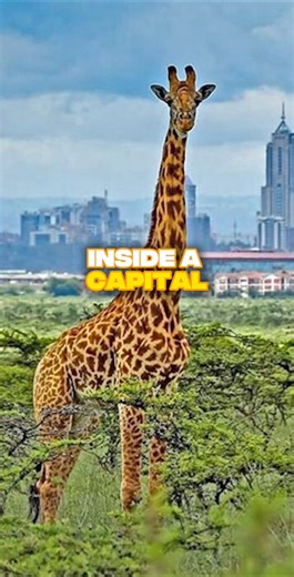 Why Nairobi 🇰🇪 is Must visit City in Africa 👌#shorts