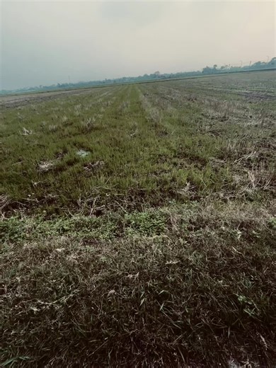 Đời Anh Là Du Ca: Nhạc Buồn Về Tình Yêu