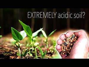 Planting Food plots in VERY Acidic Soils | Sample-Plan-RESULTS!