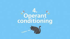12K views · 143 reactions | Learn about operant conditioning in the last of our series about how cats learn. Find out if Tiddles got her paws on those biscuits! | Cats Protection | Facebook