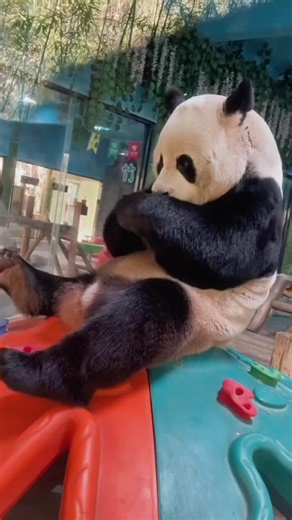 so handsome Lingyan🐼🥰 #cute #cutepanda #panda #fyp #foryou