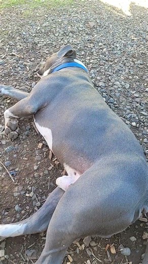 My blue sloth #bushcraft