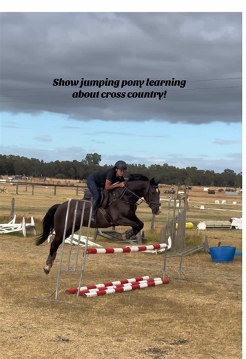 Brave Bingy: Show Jumping Pony Takes on Cross Country