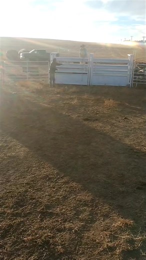 video dump red bull #cowboy #rodeo #ranch #ranchlife #cattle | Rodeo