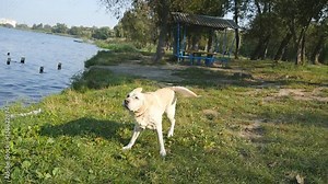 Wet dog shaking off water from his fur at nature. Golden retriever or labrador after swims in the lake. Slow motion