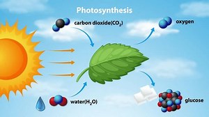 Depicts sunlight, water, CO2, and glucose formation