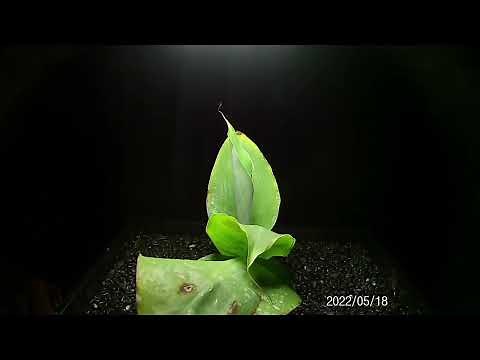 Banana Tree | Time lapse of Musa ‘Truly Tiny’