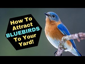 How To Attract Bluebirds