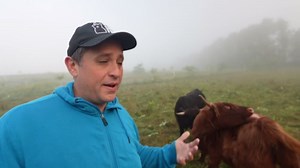 Tree Hay: Money-Saving Farm Hack?