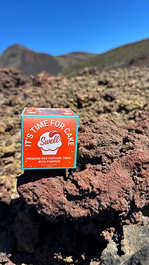 …. And the heist continues… even on a volcano 🤫😆🌋 🥳🍦🧡🎉🍦🐶 Dogs Are Swell ~ Spoil them with Gelato and Gourmet Toppers 🧡 A portion of every sale goes towards helping the @spca_international #dogoodery | Swell, gelato for dogs