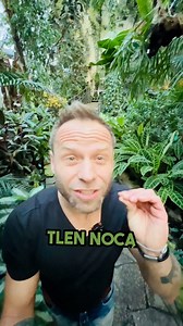 37K views · 276 reactions | ŁOSIE ROGI Platycerium bifurcatum , rośliny bezpieczne dla zwierząt歷, IDEALNA DO SYPIALNI #paprociedomowe #kwiatydomowe #roślinydosypialni | Florens Market | Facebook