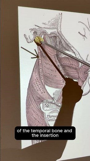 Stylopharyngeus #kinesiology #anatomy #anatomyshorts #anatomystudy #muscleoftheday