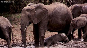 6.1K views · 452 reactions | Happy World Elephant Day! Celebrate at Nature Trek today where we’re doing our best muddy elephant impression in the play area, like these guys in Africa. See you there! | Bronx Zoo | Facebook