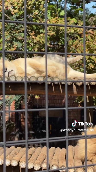 Family Outing Ideas in Joburg: Visit Lory Park Zoo