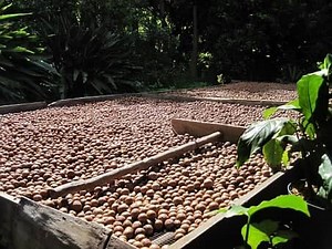 Macadamia Cultivation In India And Project Report | Macadamia Nuts Cultivation In India - Signup Trending Nature - STN
