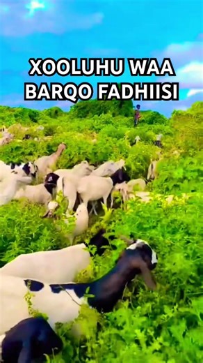 XOOLUHU WAA BARQO FADHIISI #gabay #heeso #heesocusub #heeso #heesosomali #shortvideo #shorts #tix