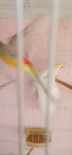 "Cute Lutino Cockatiel Meets Colorful Red-Rumped Parrot in Cage: Adorable Bird Interaction!"