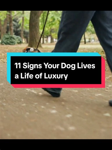 11 Signs Your Dog Lives a Life of Luxury