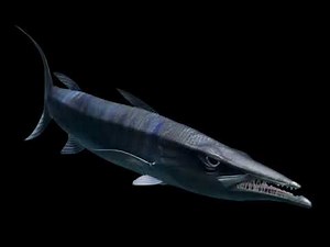 Barracuda (Finding Nemo) Sounds