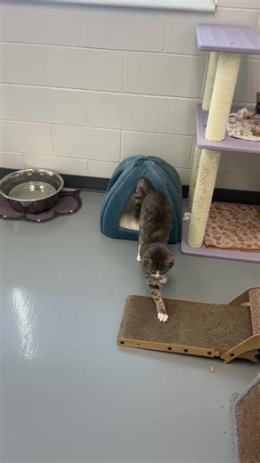 Franklin County VA Animal Shelter on Reels