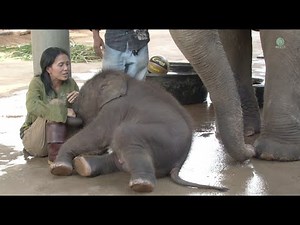 Happy 3rd birthday to baby elephant Navann - ElephantNews